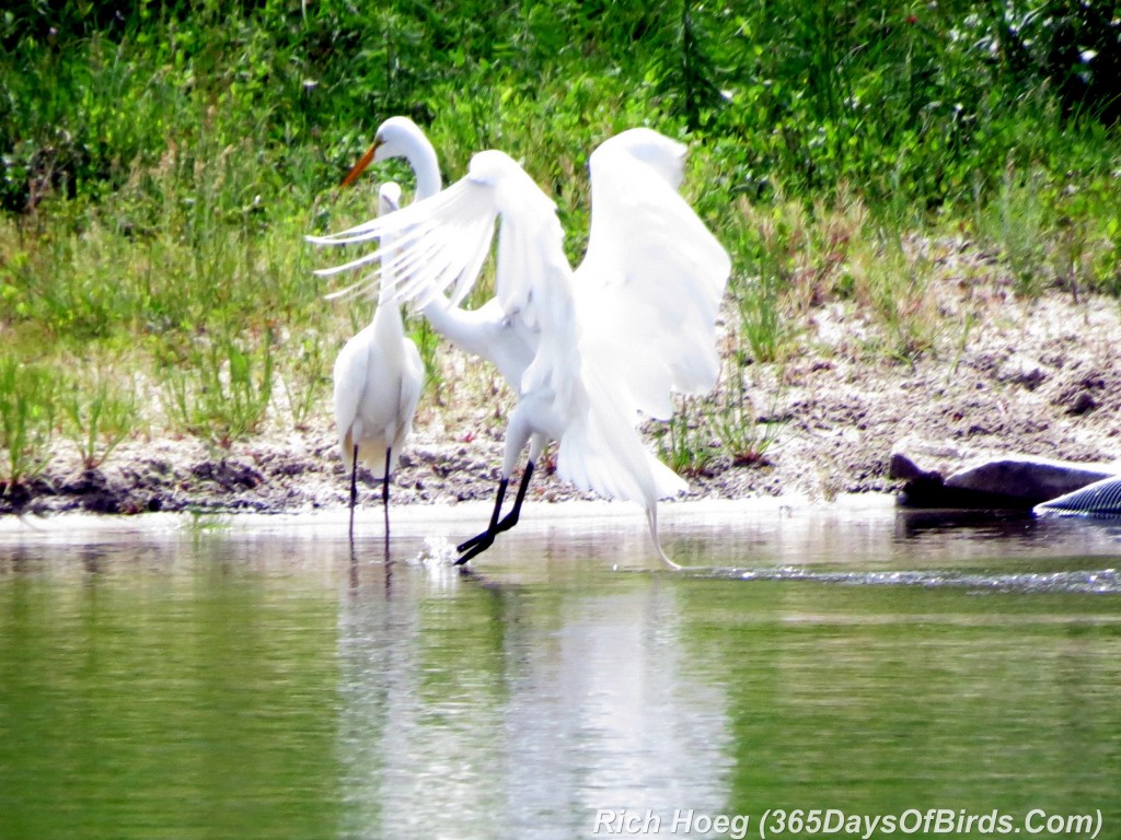 075-Birds-365-Egrets-Gone-Wild-3