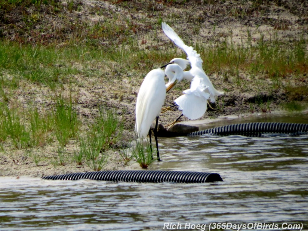 075-Birds-365-Egrets-Gone-Wild-4