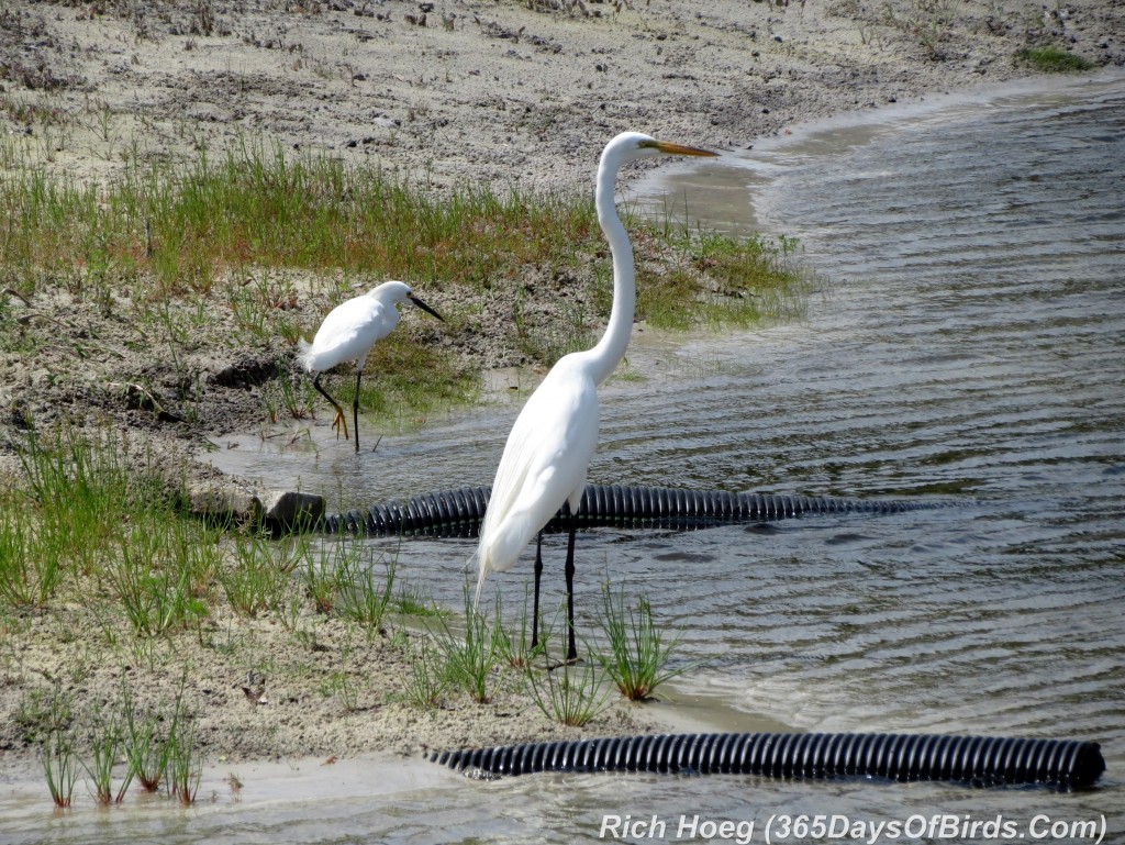 075-Birds-365-Egrets-Gone-Wild-5