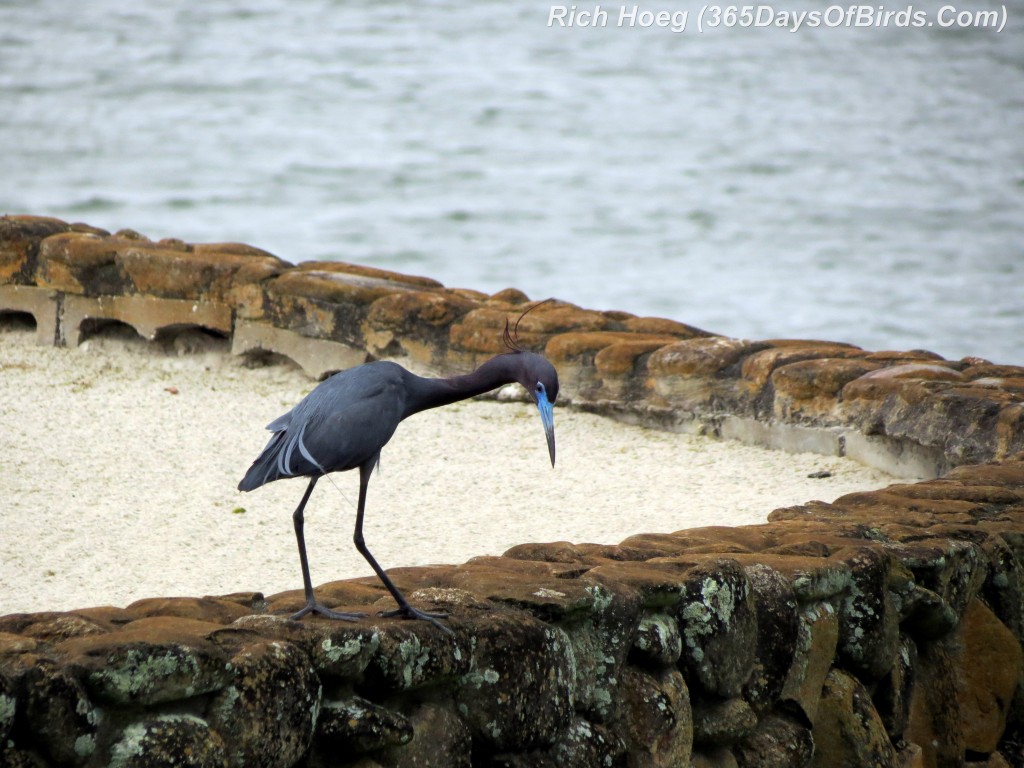 076-Birds-365-Little-Blue-Heron