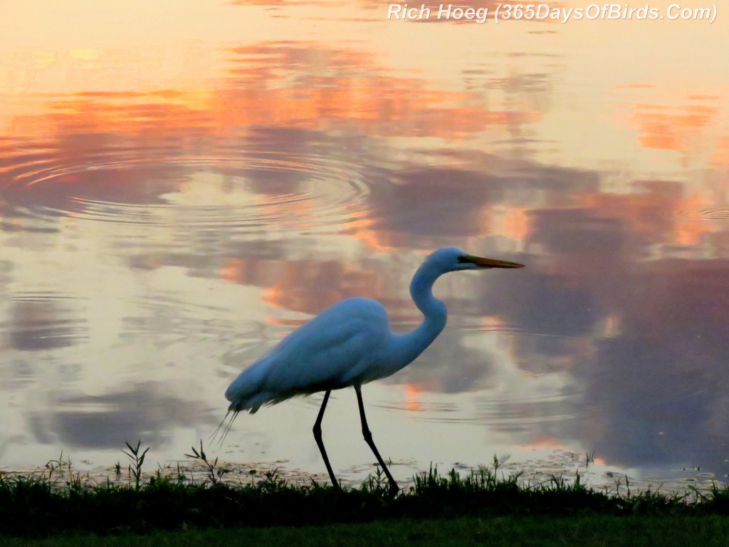 077-Birds-365-Sunset-Great-Egret