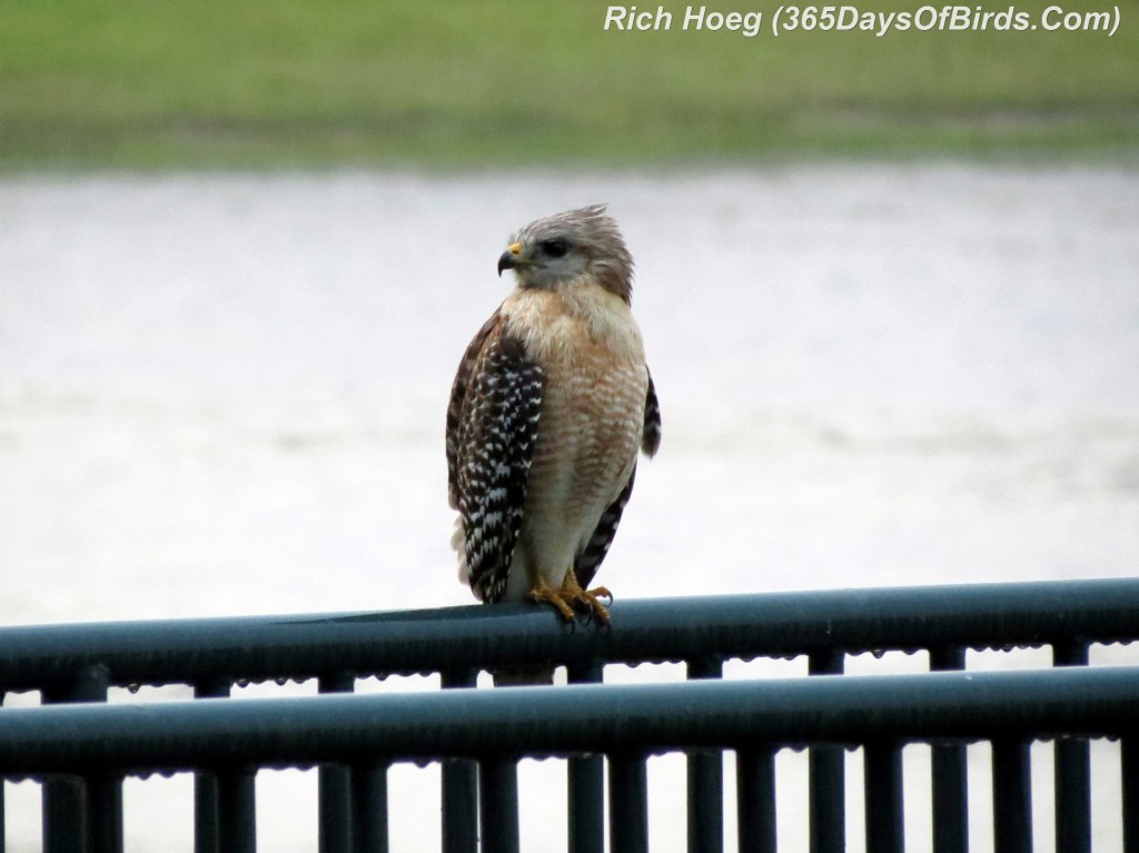 077-Birds-365-Wet-Hawk