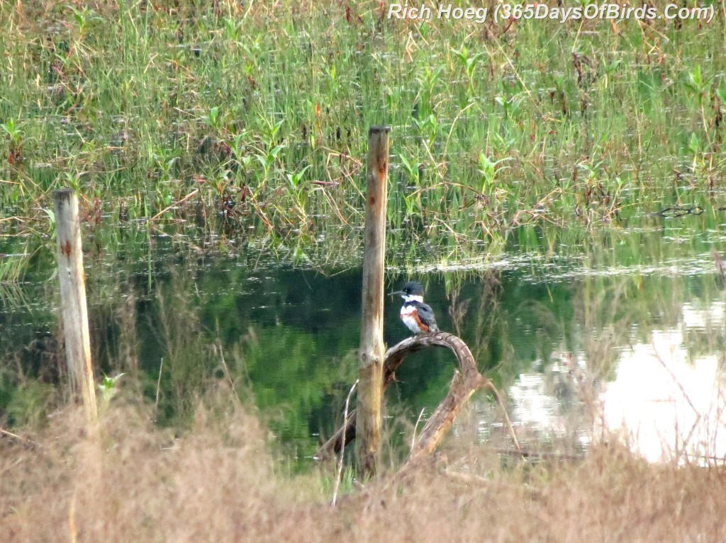 077-Birds-365-Wet-Kingfisher