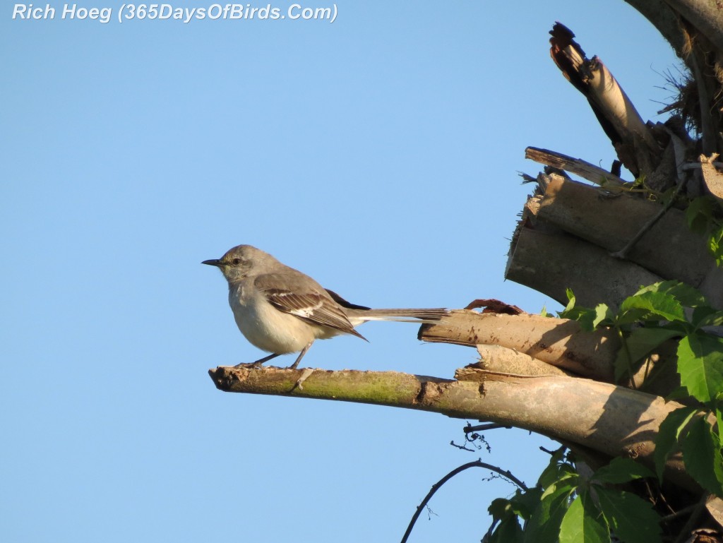 078-Birds-365-Florida-Finale-Florida-Finale-Northern-Mockingbird