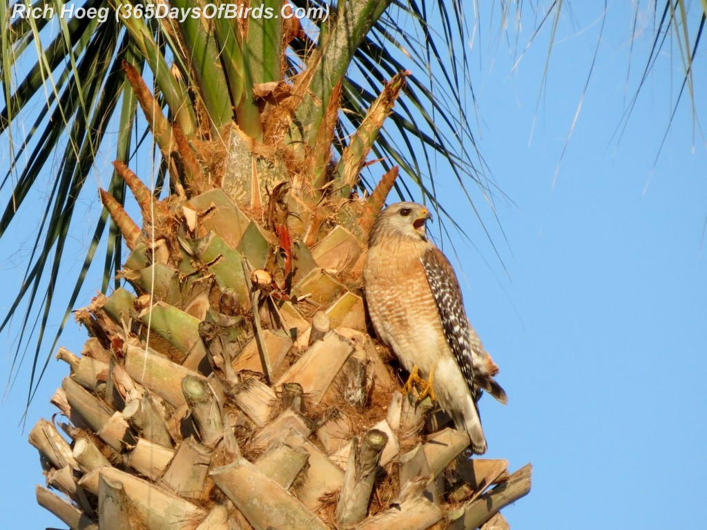 078-Birds-365-Florida-Finale-Florida-Finale-Red-Shouldered-Hawk-Calling