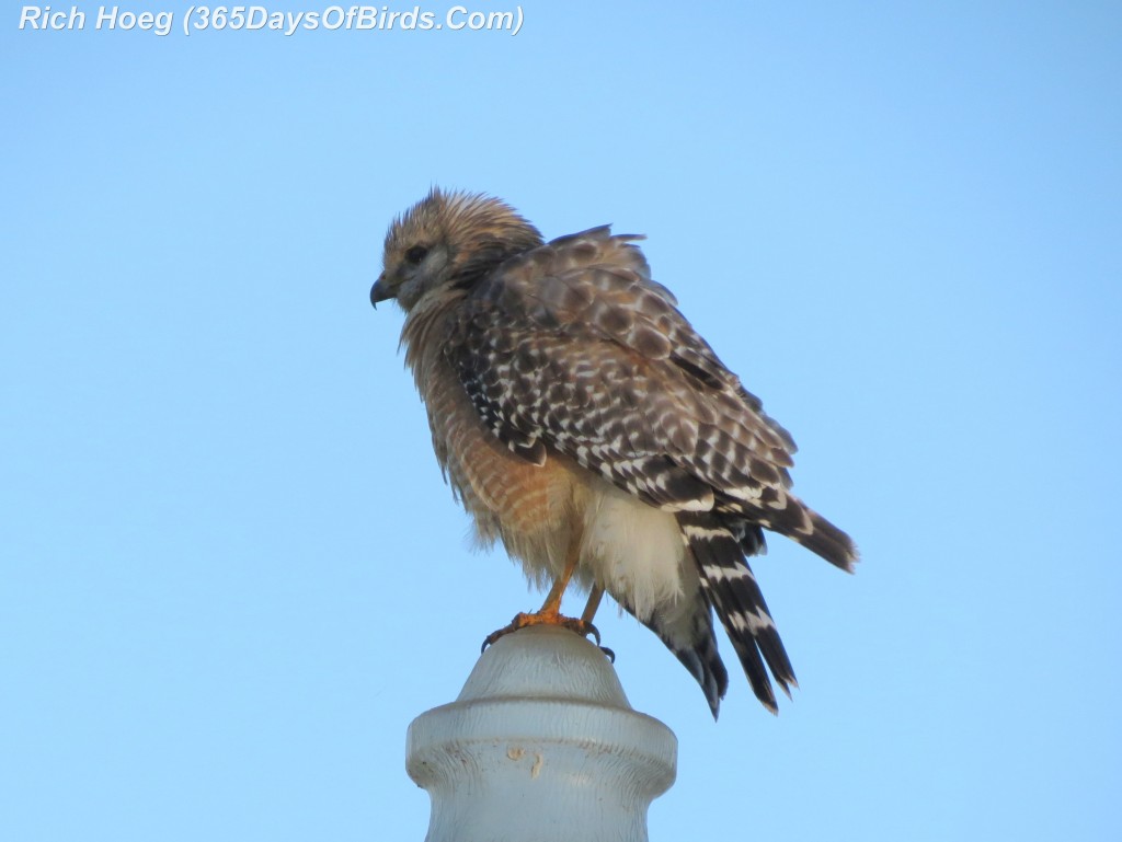 078-Birds-365-Florida-Finale-Florida-Finale-Red-Shouldered-Hawk-Fluffball