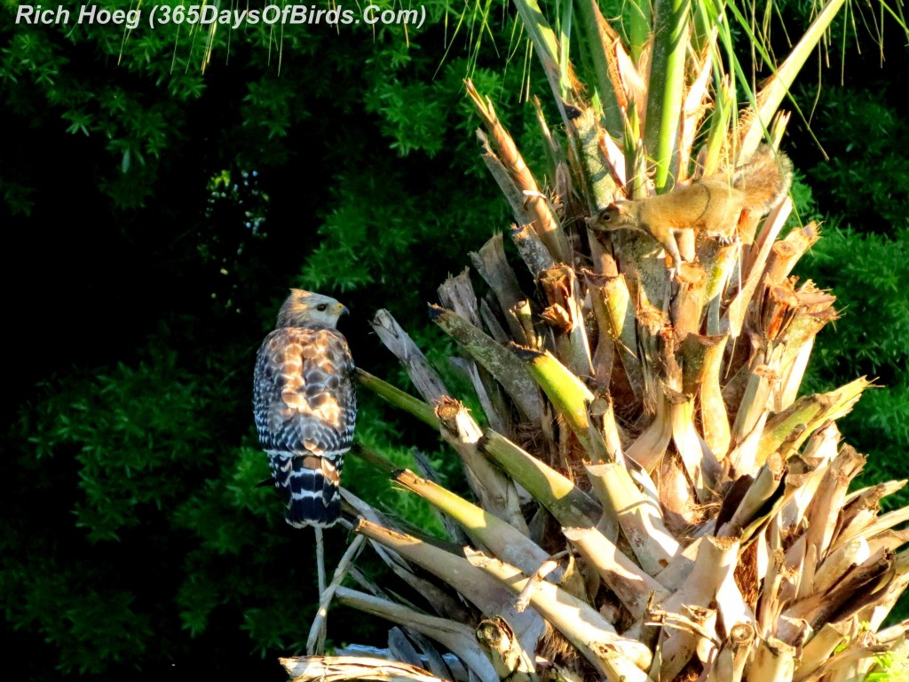 078-Birds-365-Florida-Finale-Florida-Finale-Red-Shouldered-Hawk-Squirrel