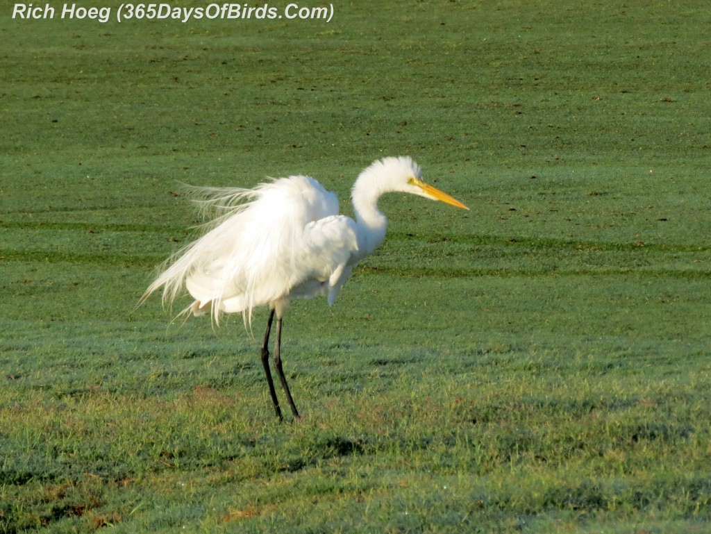 078-Birds-365-Florida-Finale-Great-Egret-Flufball