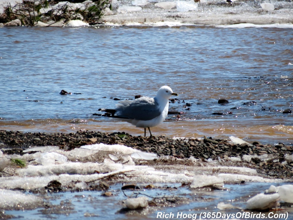 079-Birds-365-Ice-Out-Gull