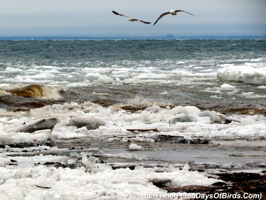 080-Birds-365-Angry-Lake-Superior