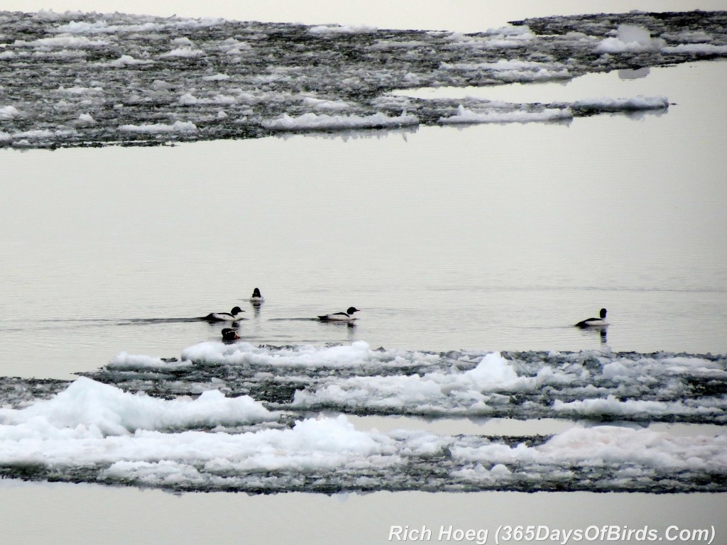 081-Birds-365-Frozen-Mergansers