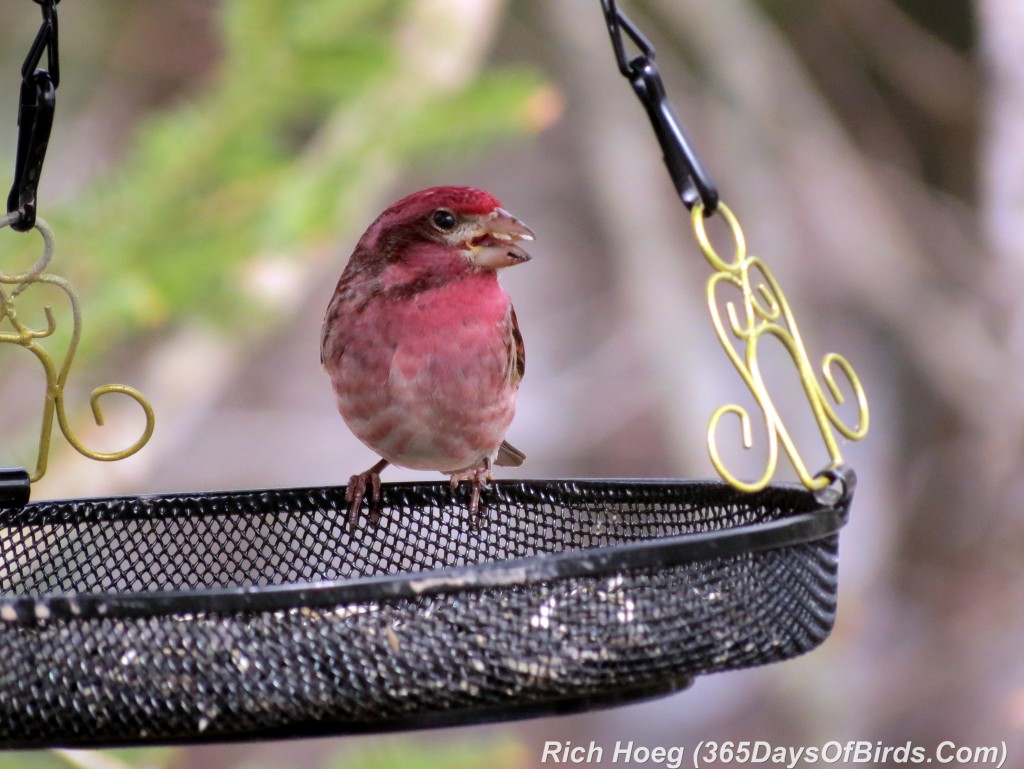 081-Birds-365-Purple-Finch