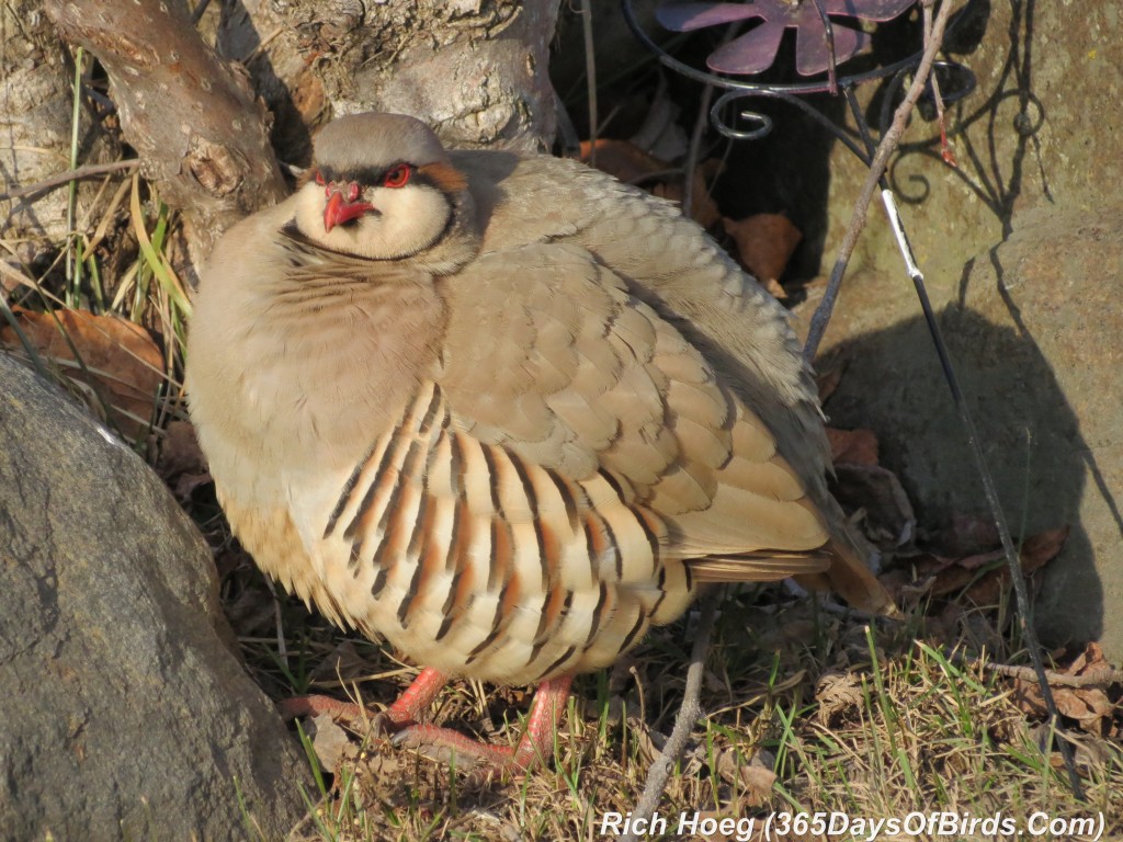 082-Birds-365-Chukar-2