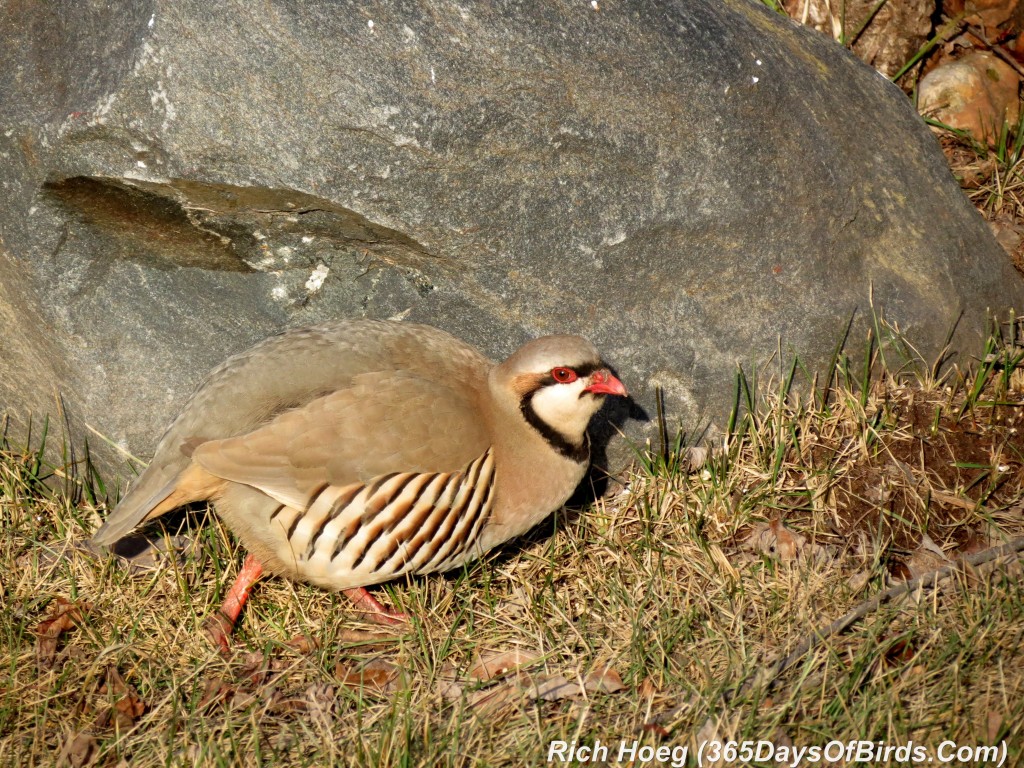 082-Birds-365-Chukar-4