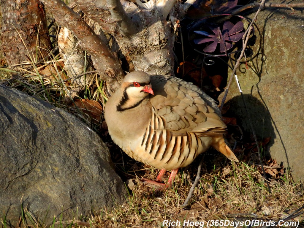 082-Birds-365-Chukar-5