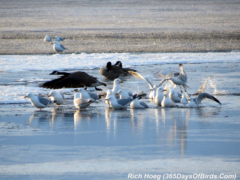 082-Birds-365-Goose-Takeoff-2