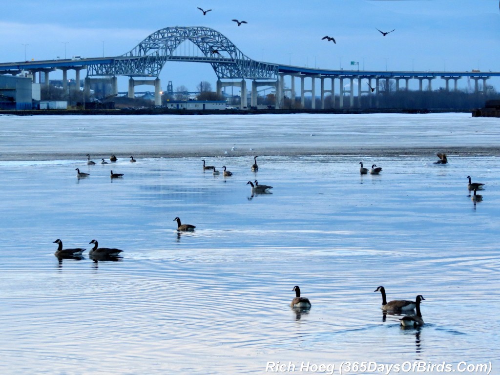 082-Birds-365-High-Bridge-Geese-and-Gulls