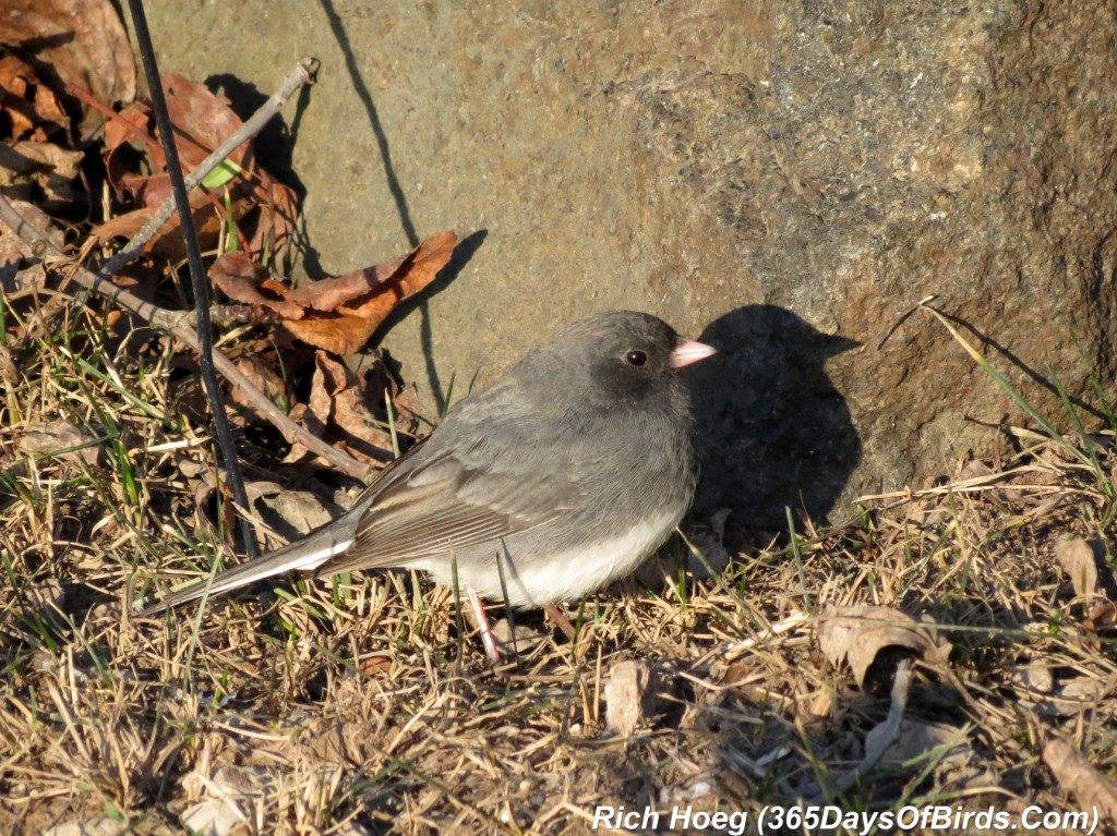 083-Birds-365-Shades-Of-Gray-Slate-Colored-Junco-1