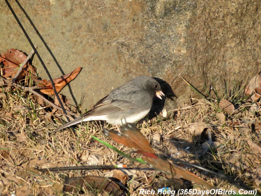 083-Birds-365-Shades-Of-Gray-Slate-Colored-Junco-2