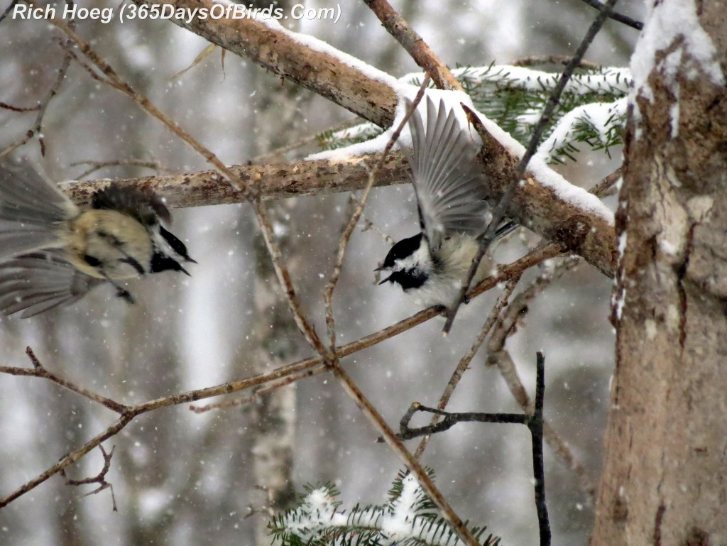 084-Birds-365-Blizzard-Birds