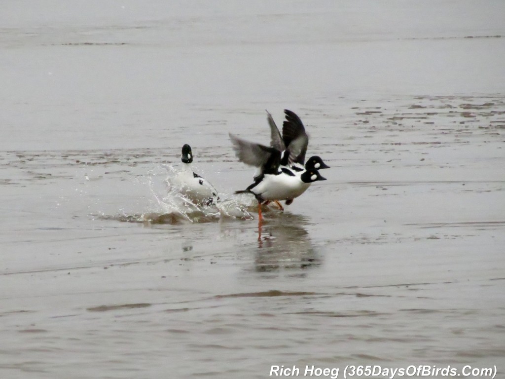 084-Birds-365-Goldeneyes-Tag-Your-It