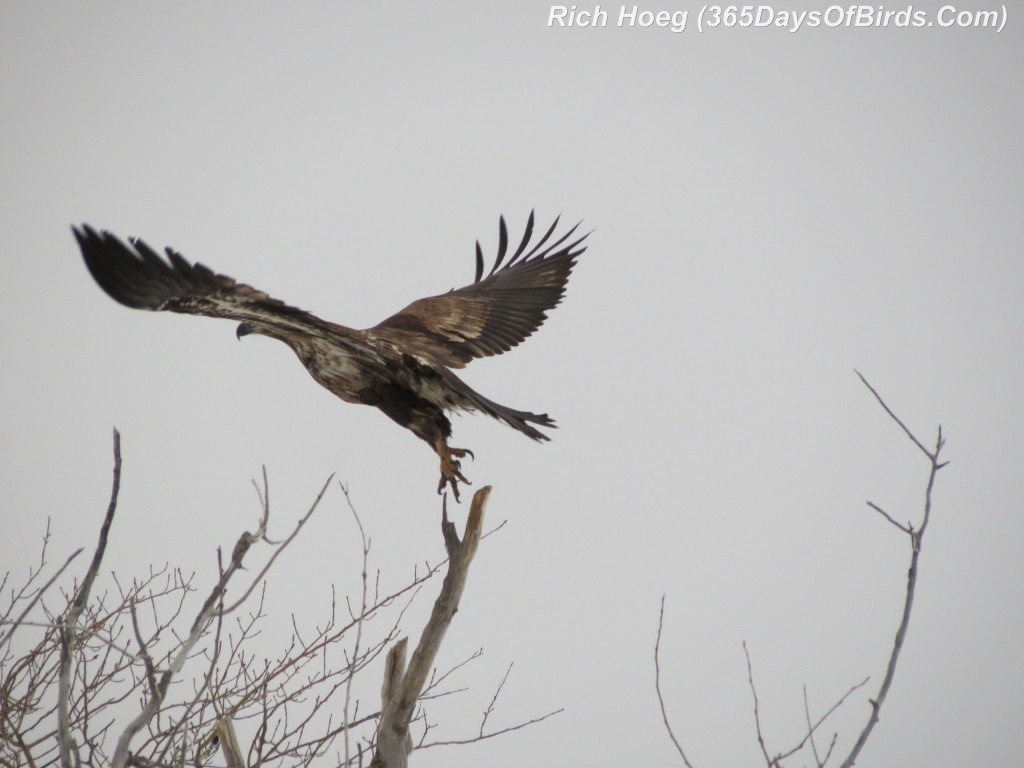 085-Birds-365-Eagle-TakeOff-1E