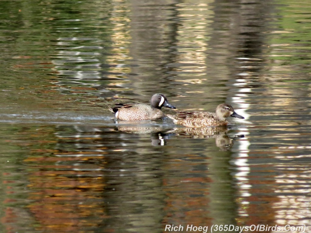 087-Birds-365-Blue-Winged-Teal