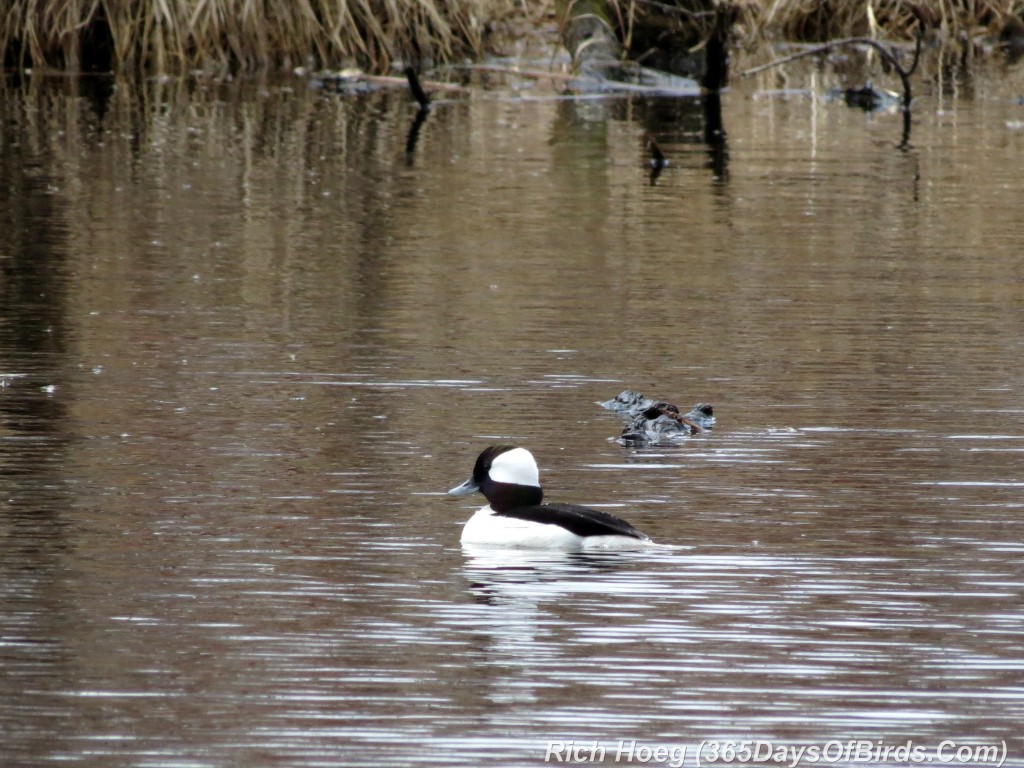 087-Birds-365-Bufflehead-1