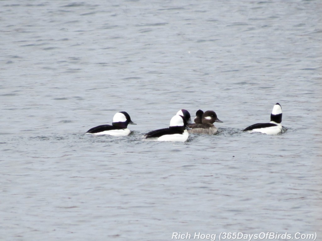 087-Birds-365-Bufflehead-2