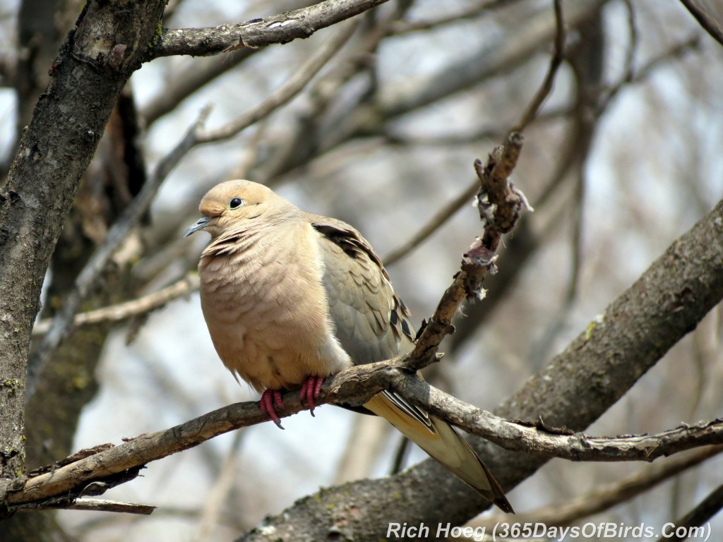 087-Birds-365-Mourning-Dove