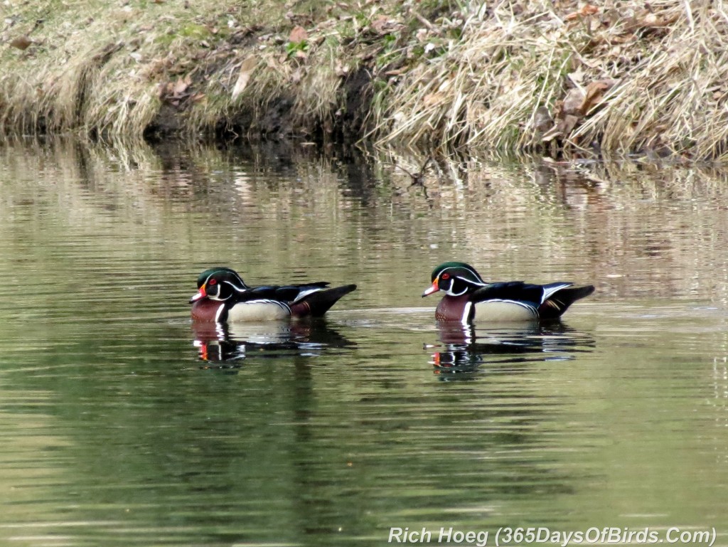 087-Birds-365-Wood-Duck-1