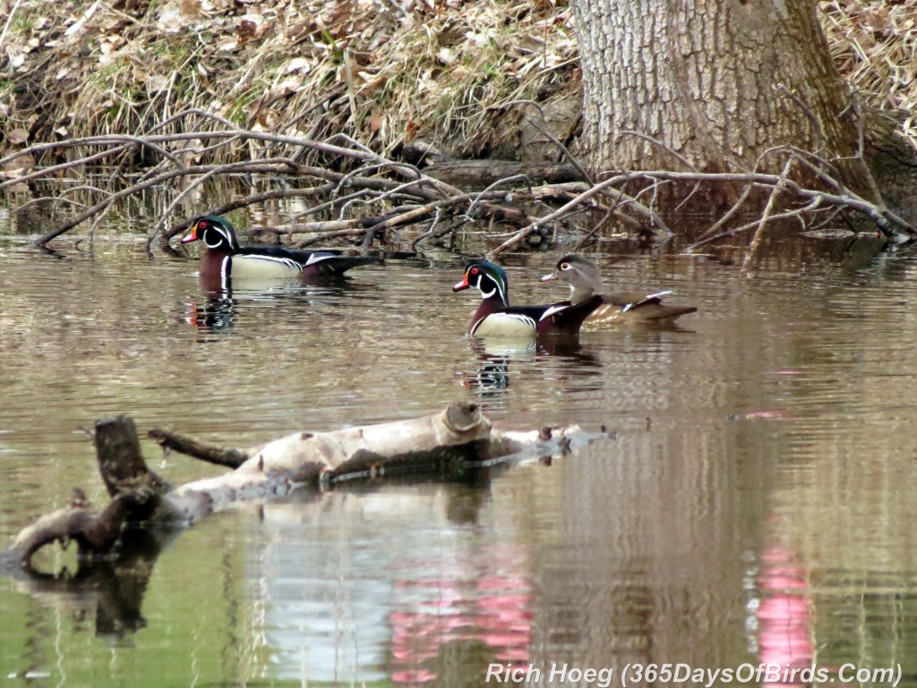 087-Birds-365-Wood-Duck-2