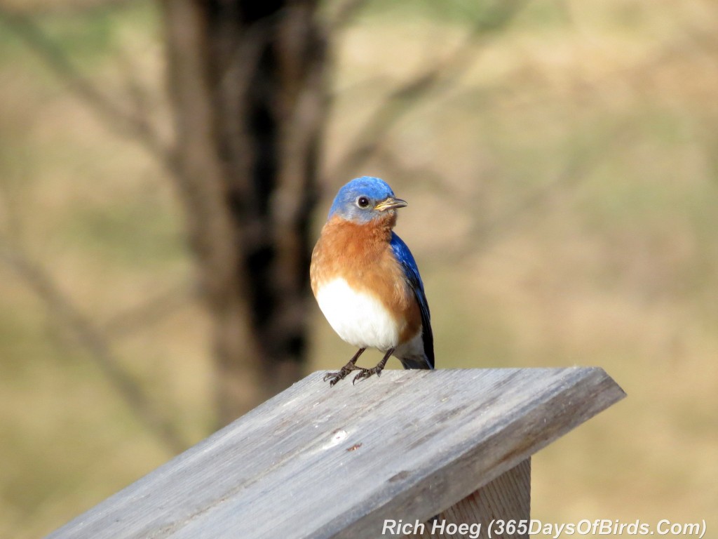 088-Birds-365-Bluebirds-1