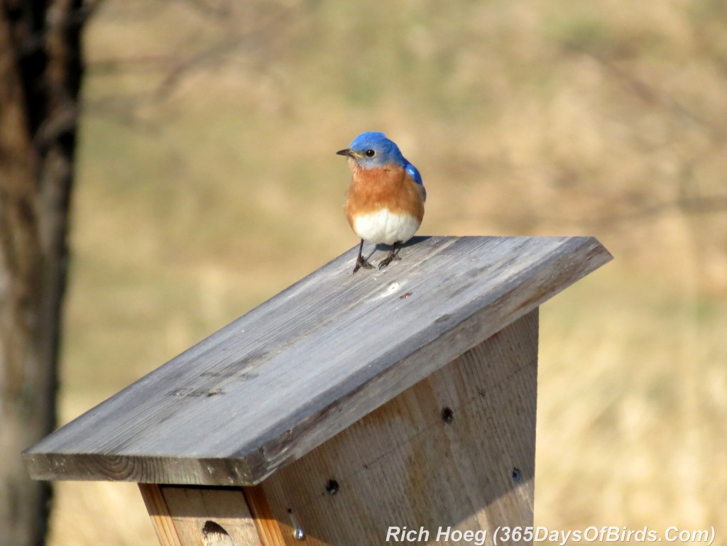 088-Birds-365-Bluebirds-2