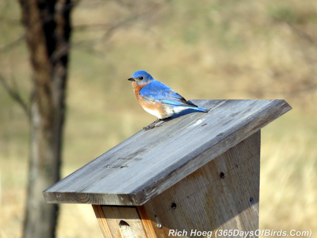 088-Birds-365-Bluebirds-3