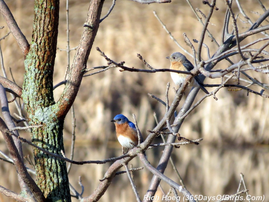 088-Birds-365-Bluebirds-4