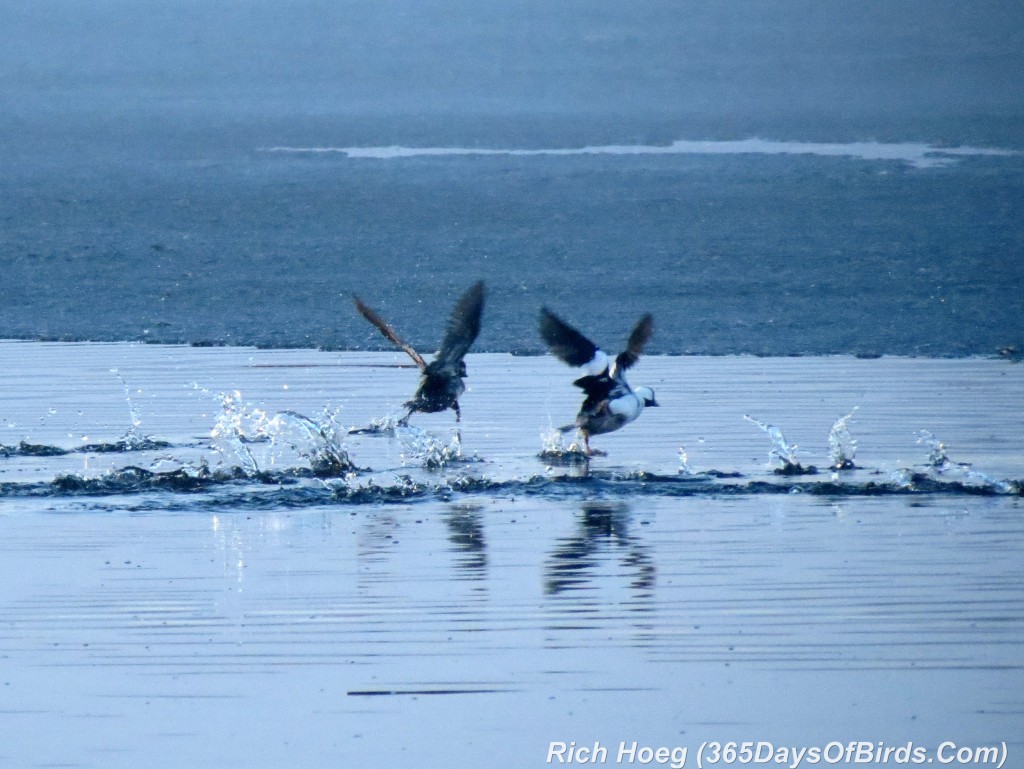 088-Birds-365-Bufflehead-Take-Off