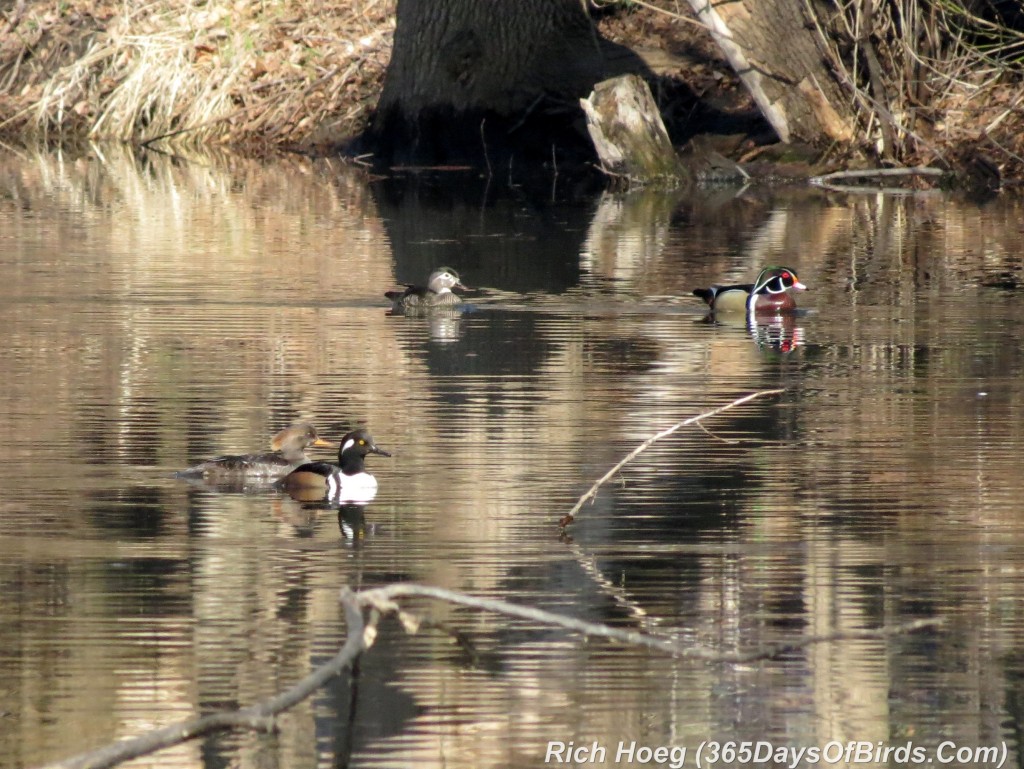 088-Birds-365-Red-Mergansers