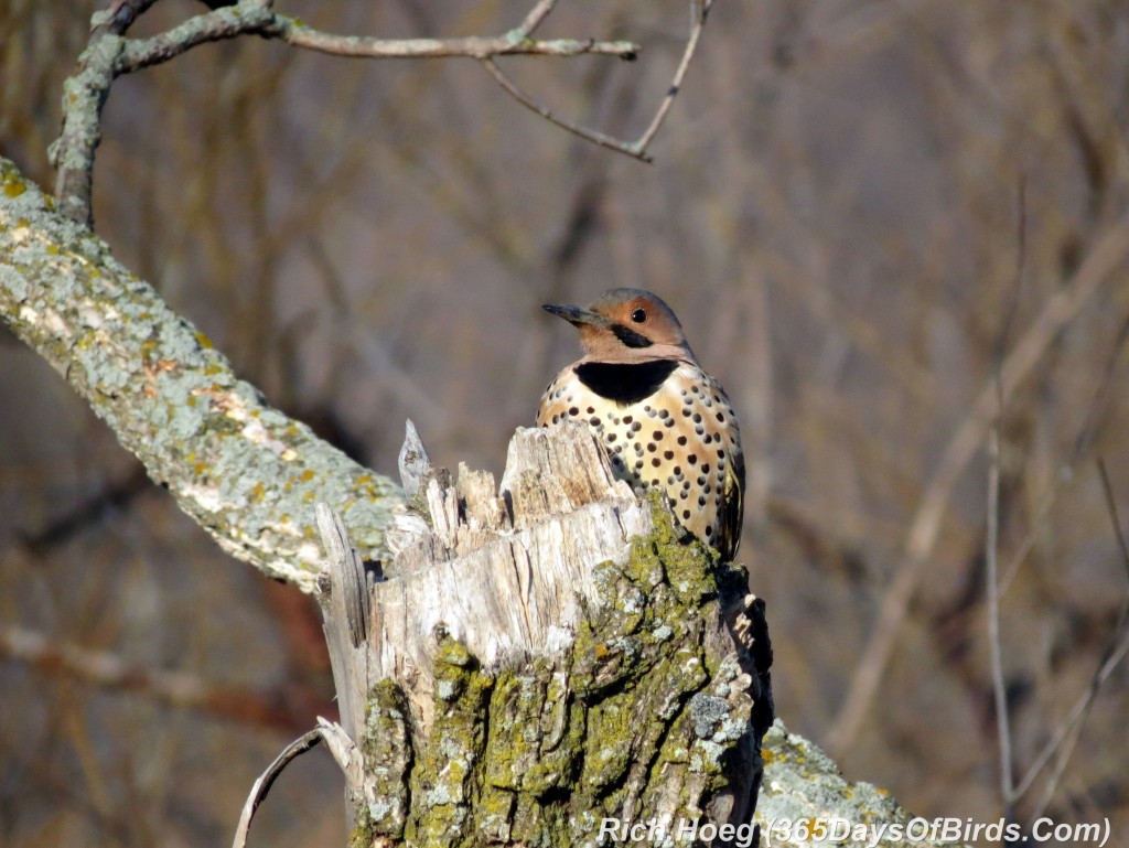 088-Birds-365-Red-Shafted-Flicker-1