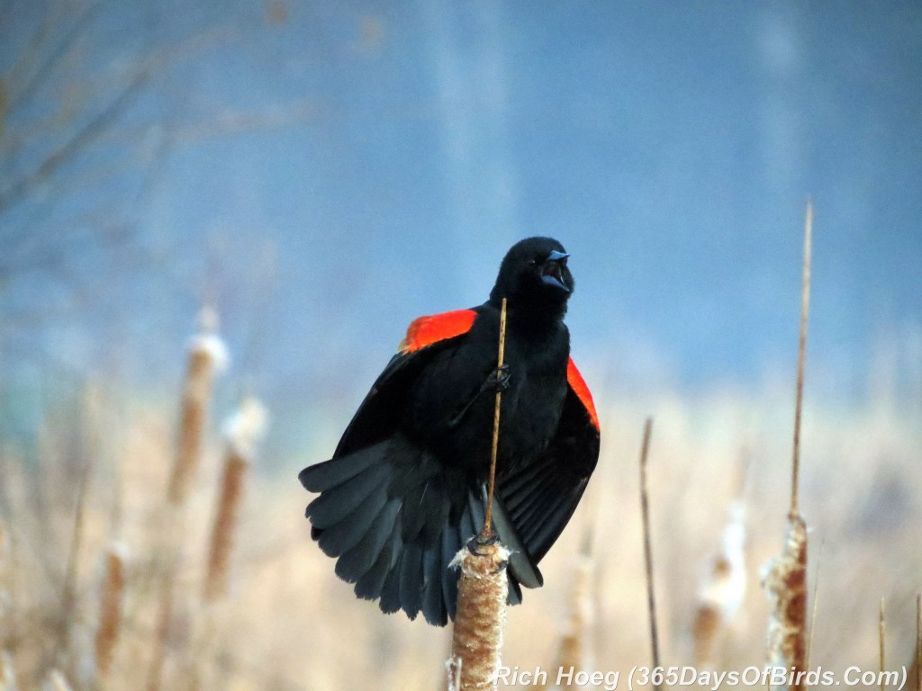 088-Birds-365-Red-Winged-Blackbird