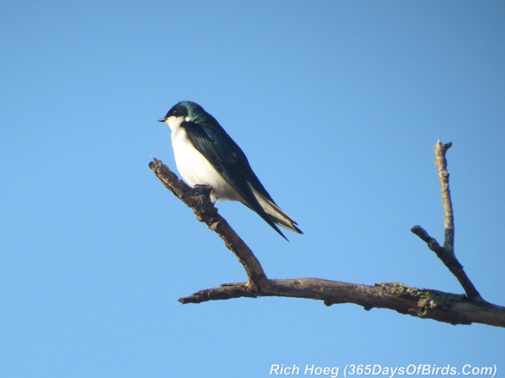 088-Birds-365-Tree-Swallow-1