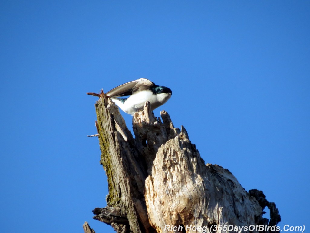 088-Birds-365-Tree-Swallow-2