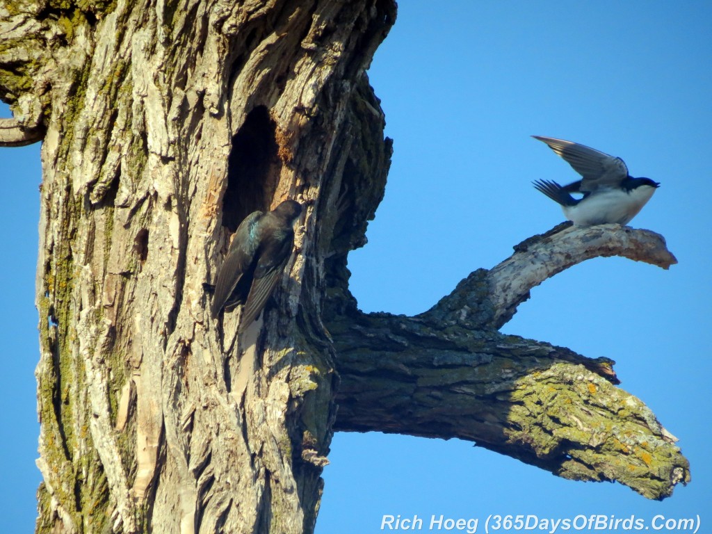 088-Birds-365-Tree-Swallow-3