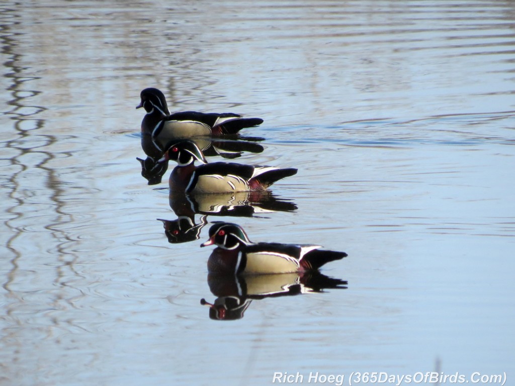 088-Birds-365-Wood-Ducks-1