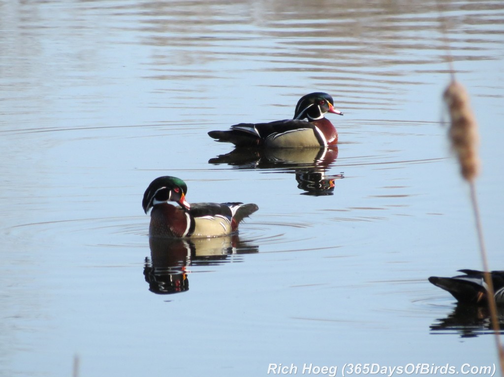 088-Birds-365-Wood-Ducks-2