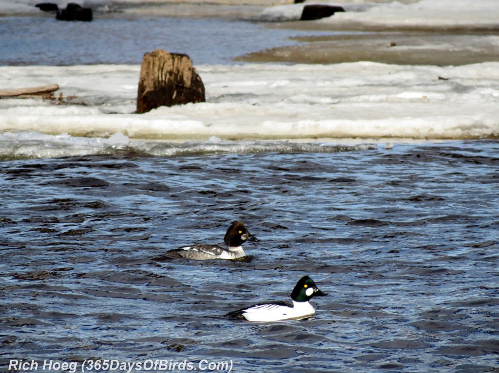 089-Birds-365-Interstate-Bridge-Goldeneyes