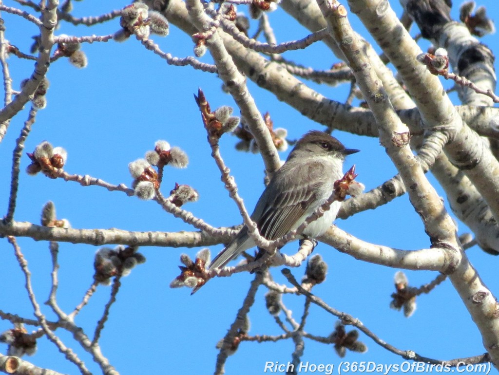 090-Birds-365-Eastern-Phoebe