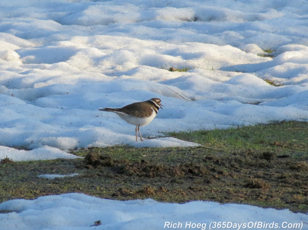 090-Birds-365-Killdeer