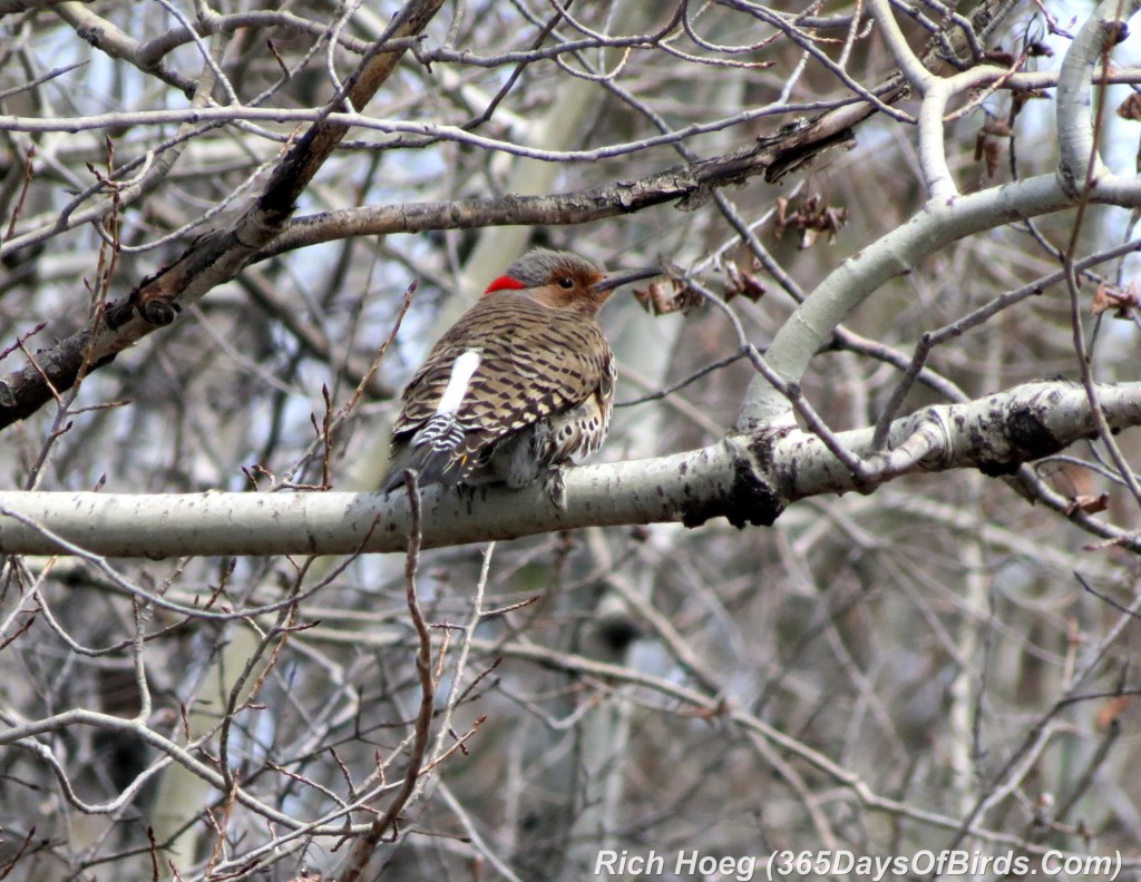 091-Birds-365-Flicker-Finale