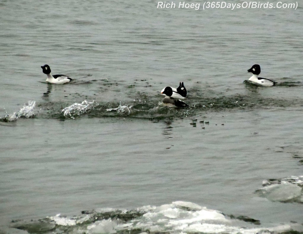 092-Birds-365-Low-Light-Goldeneyes-1